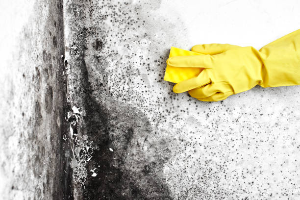 Best Commercial Mold Removal  in Washington Terrace, UT