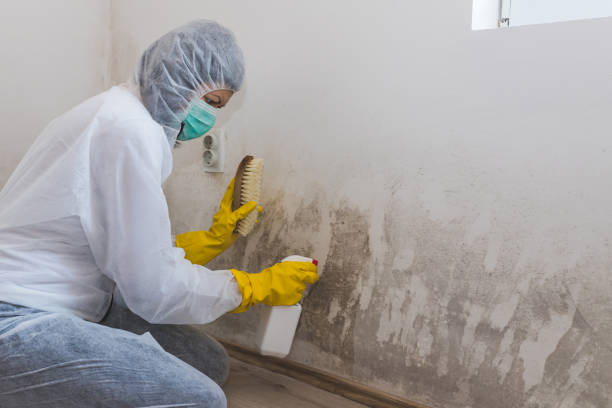 Best Residential Mold Removal  in Washington Terrace, UT