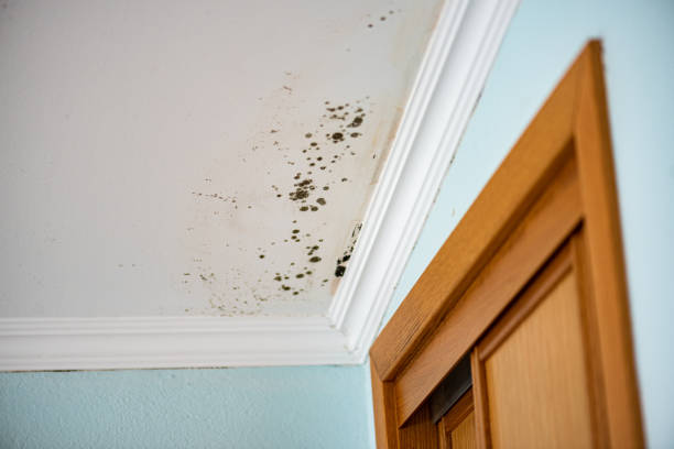 Best Fast Mold Removal  in Washington Terrace, UT