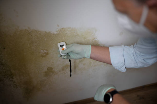 Best Residential Mold Removal  in Washington Terrace, UT
