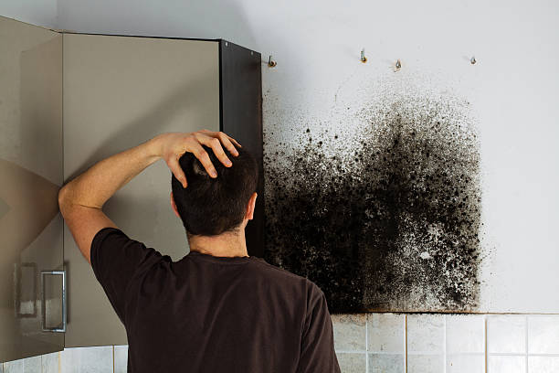 Best Water Damage Restoration  in Washington Terrace, UT