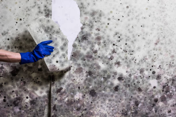 Home Mold Removal in Washington Terrace, UT