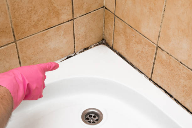 Trusted Washington Terrace, UT Mold Removal Experts