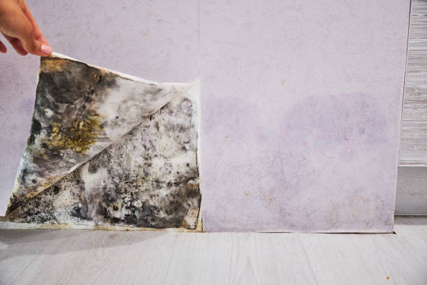 Best Crawl Space Mold Removal  in Washington Terrace, UT